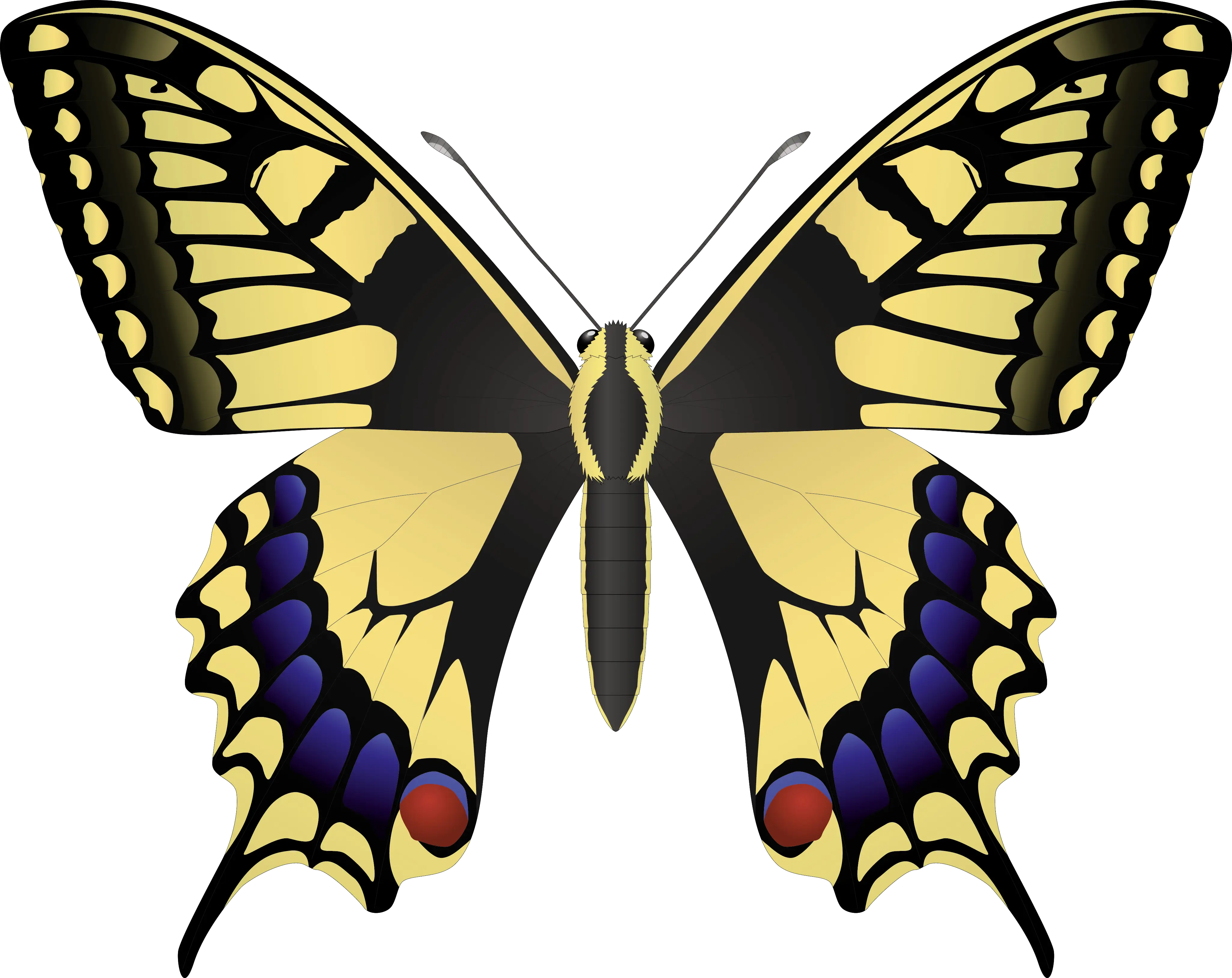 Yellow Swallowtail Butterfly Illustration