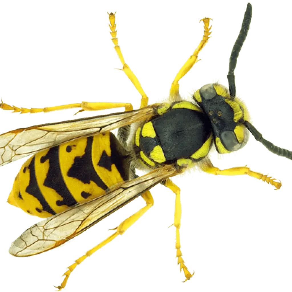 Detailed Image of a Yellow Wasp