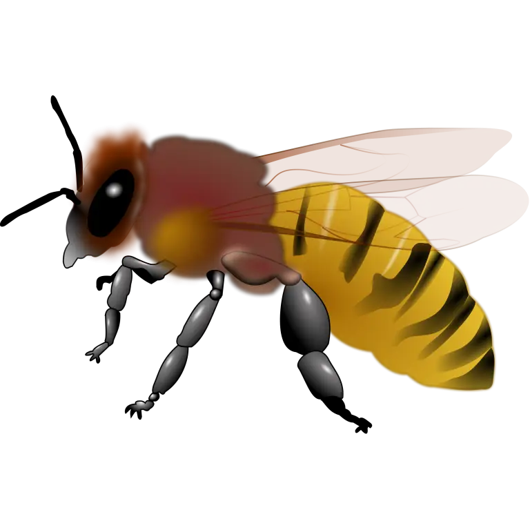 Honey Bee with Striped Abdomen Illustration