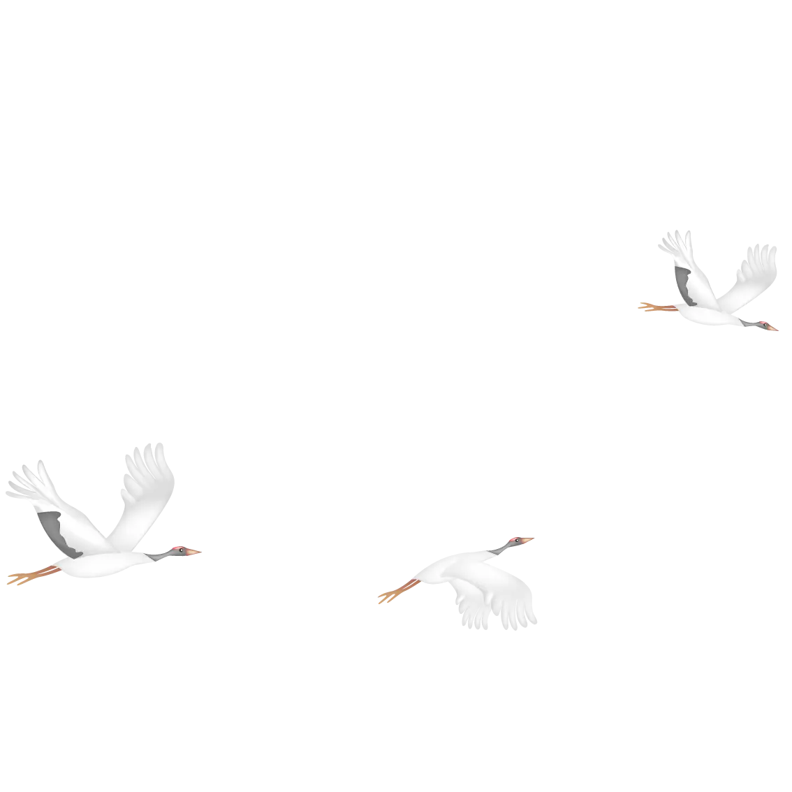 Elegant White Cranes Flying Illustration