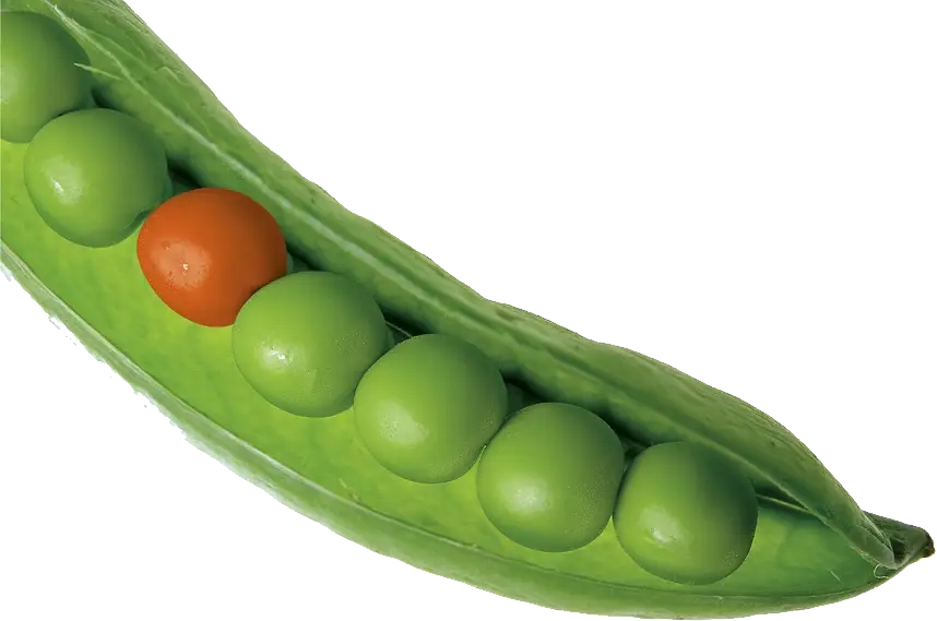 Peas in a Pod with One Orange Pea