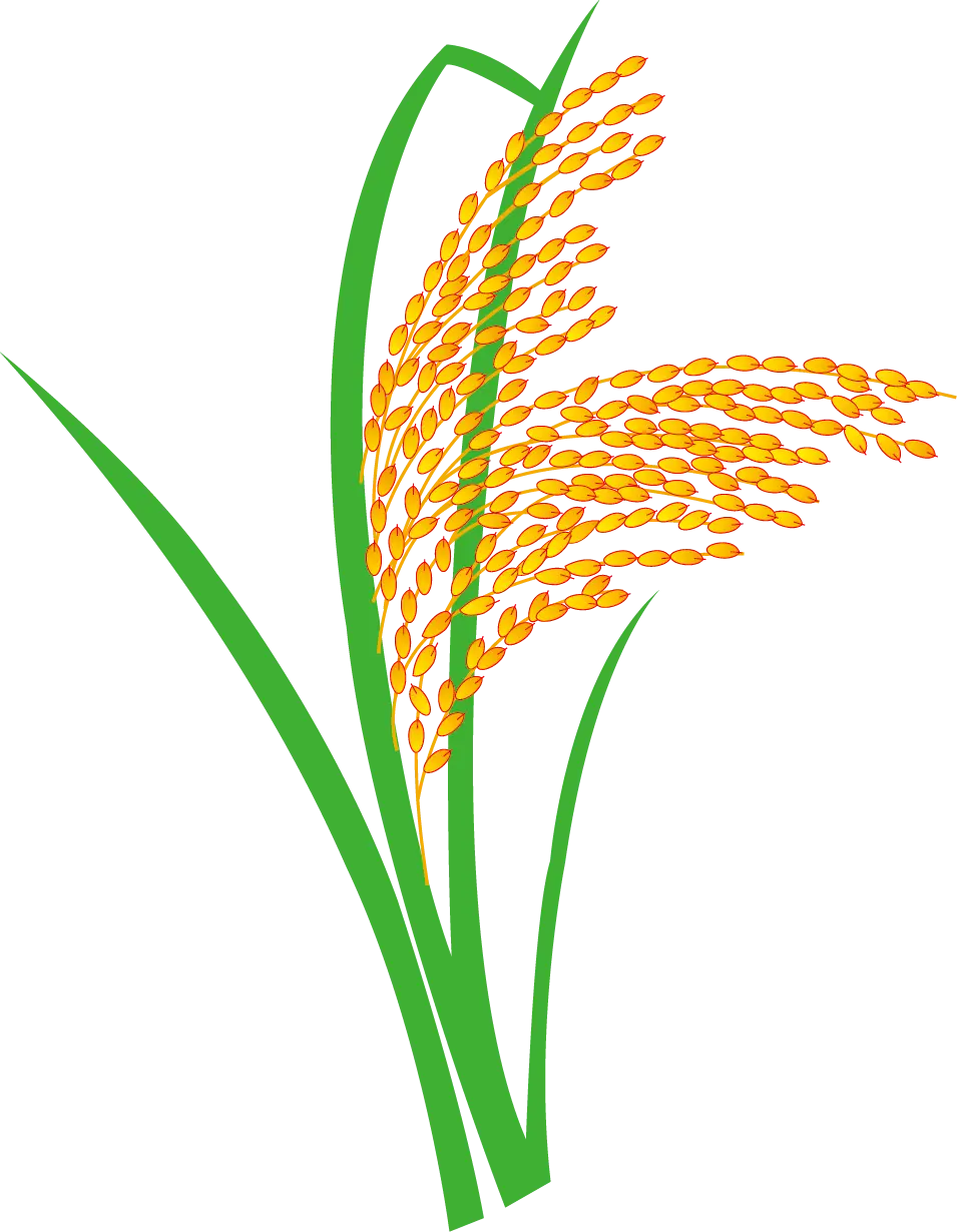 Golden Rice Plant Illustration