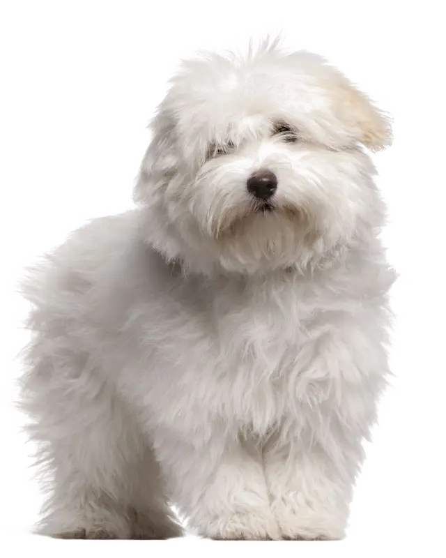 White Fluffy Dog Illustration