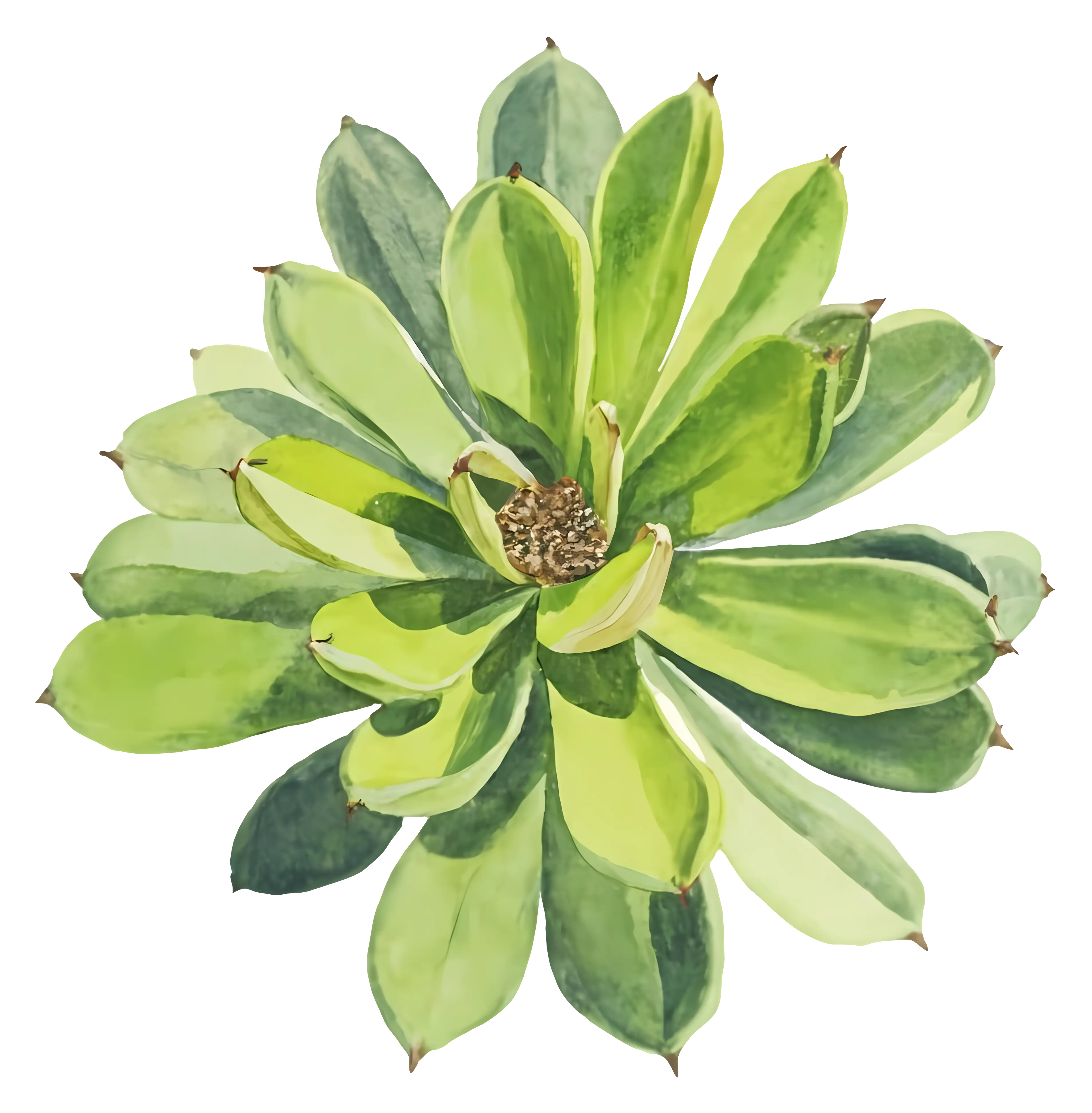 Green Succulent Plant Illustration