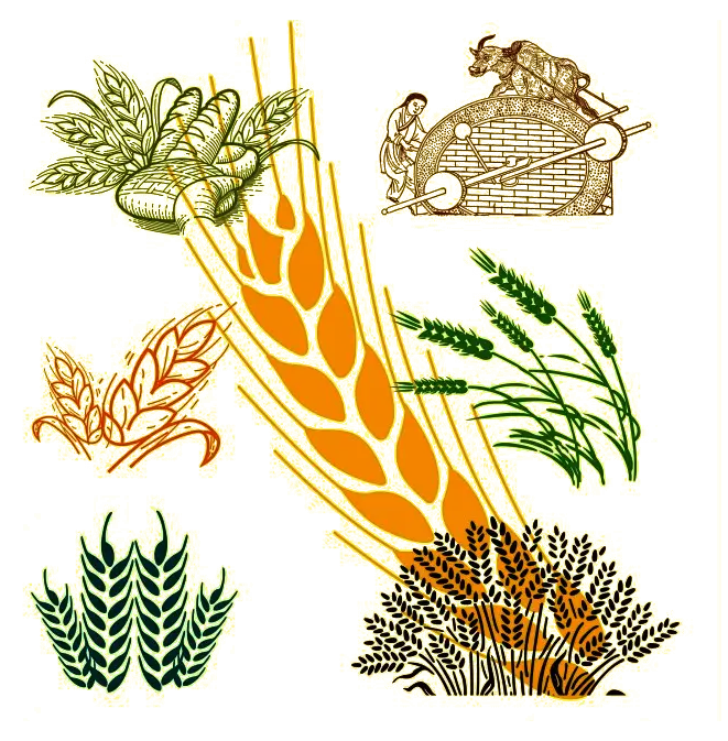 Wheat and Harvest Illustration
