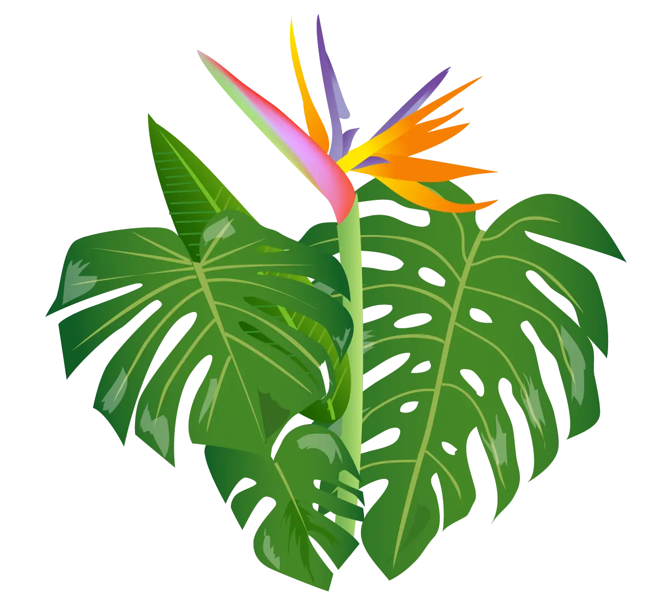 Bird of Paradise and Tropical Leaves Illustration