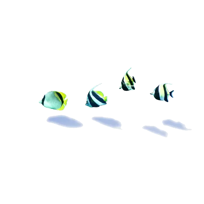 Group of Striped Fish