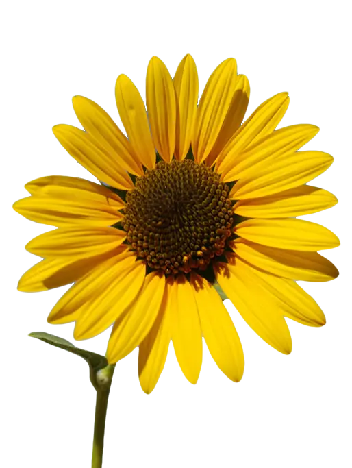 Yellow Sunflower in Bloom