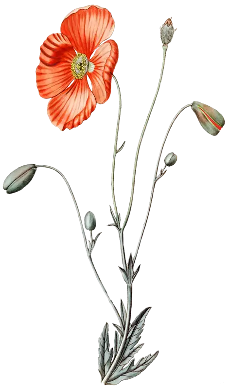 Red Poppy Flower Botanical Illustration