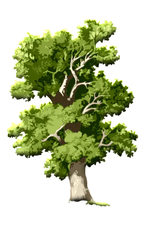 Green Tree Illustration with Detailed Foliage