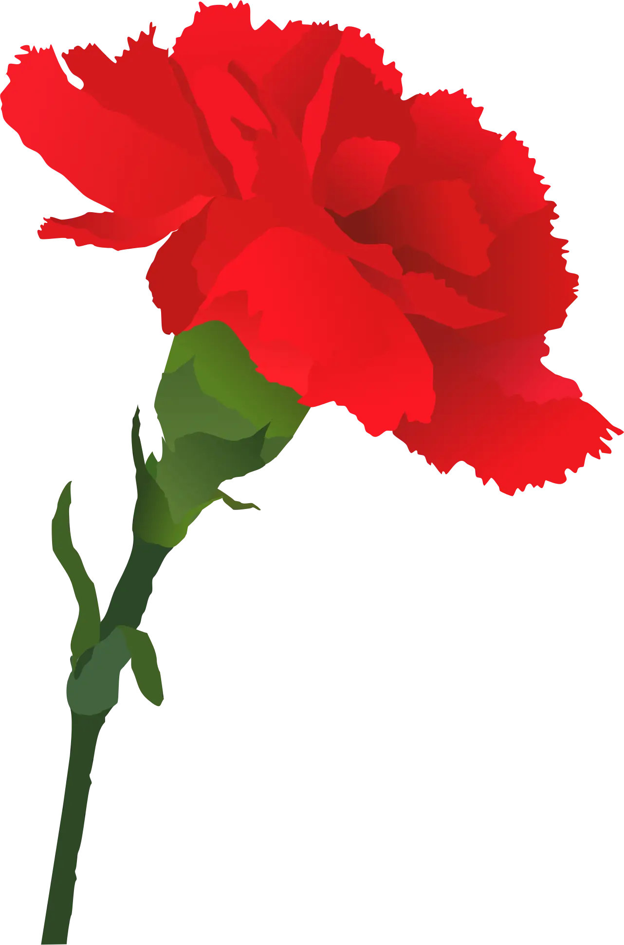 Red Carnation Flower Design