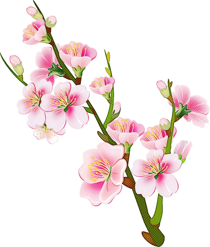 Pink Cherry Blossoms Illustration