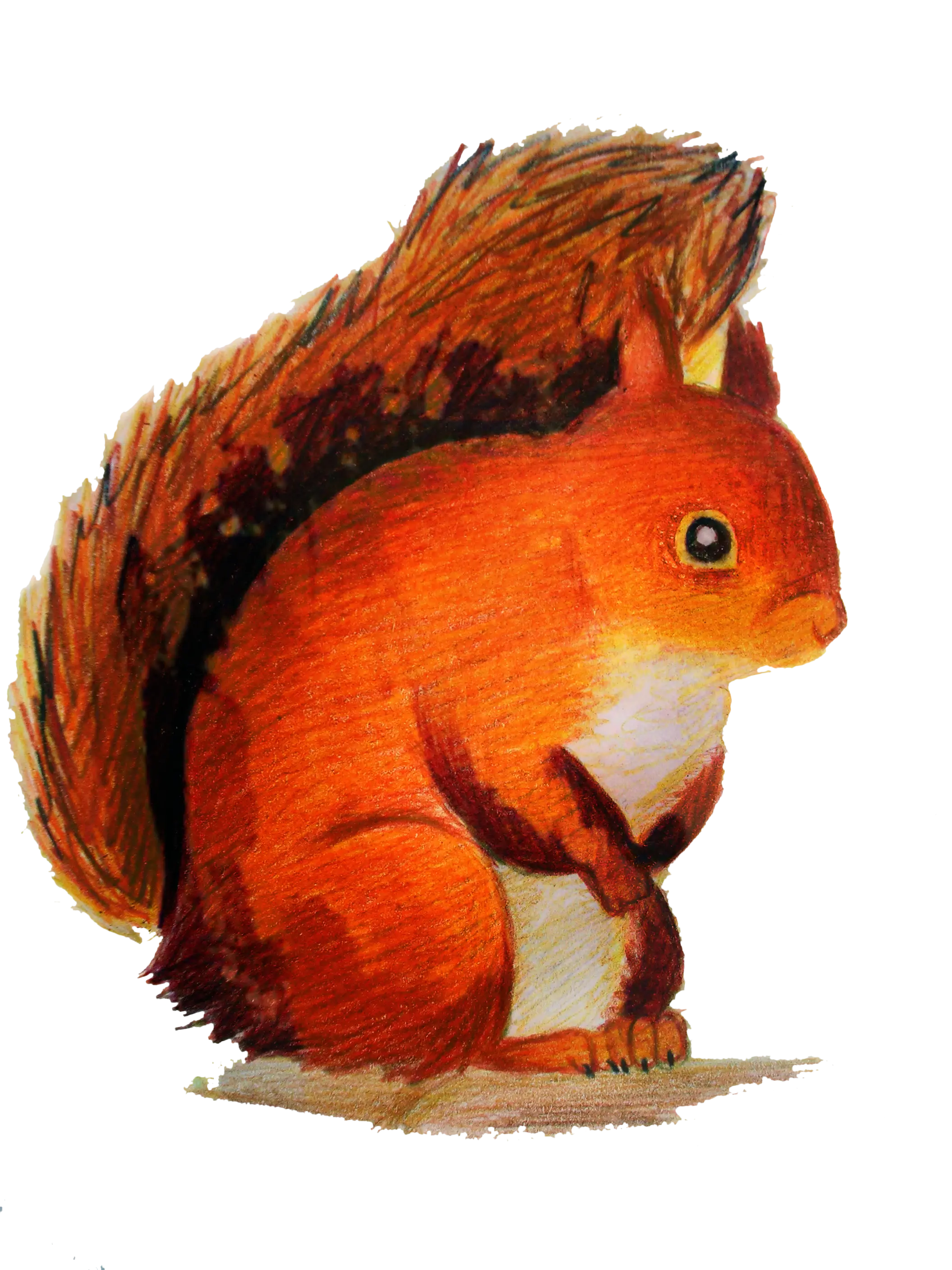 Red Squirrel Illustration with Bushy Tail