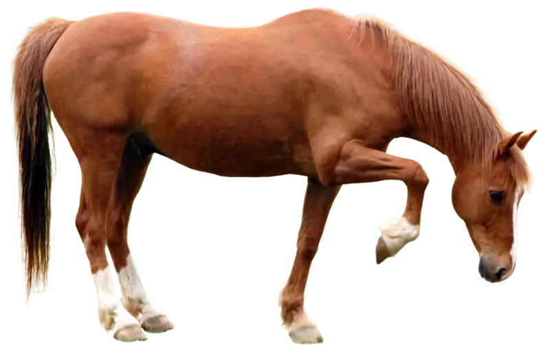 Brown Horse in Motion