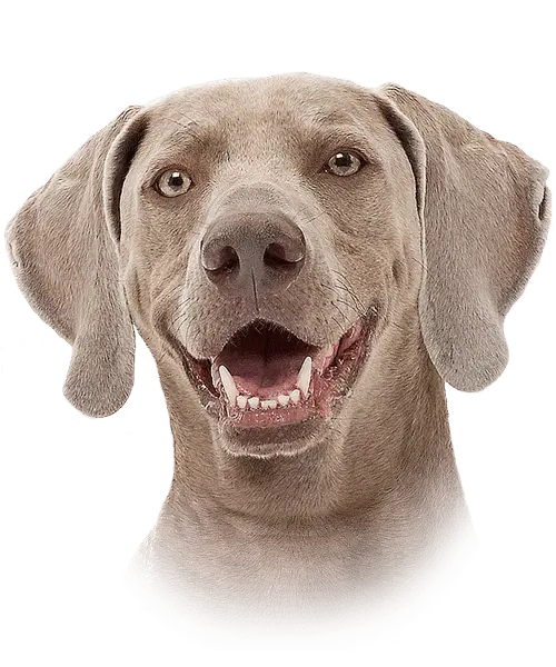 Happy Gray Dog