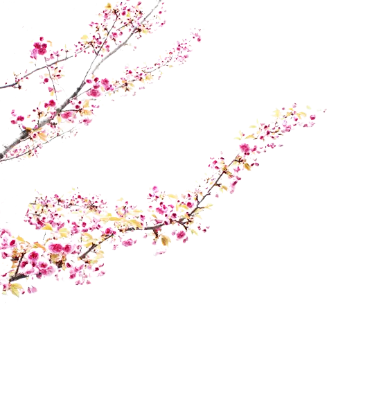 Cherry Blossom Branch Illustration