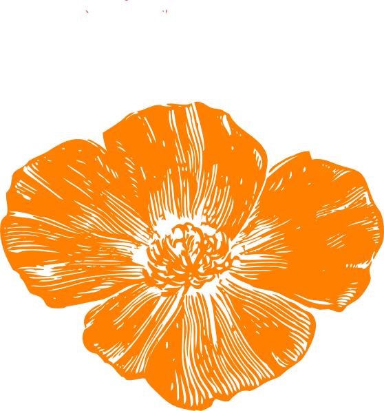 Orange Flower Sketch Illustration