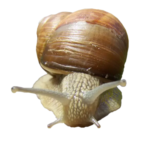 Brown Snail with Shell in Close-Up