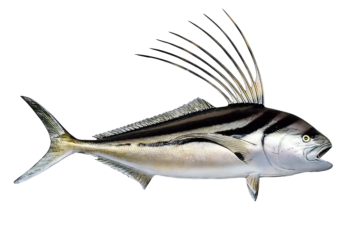 Striped Roosterfish with Spiny Fins