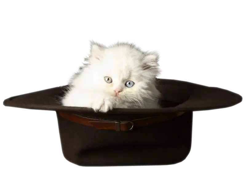 Adorable White Kitten in a Black Hat