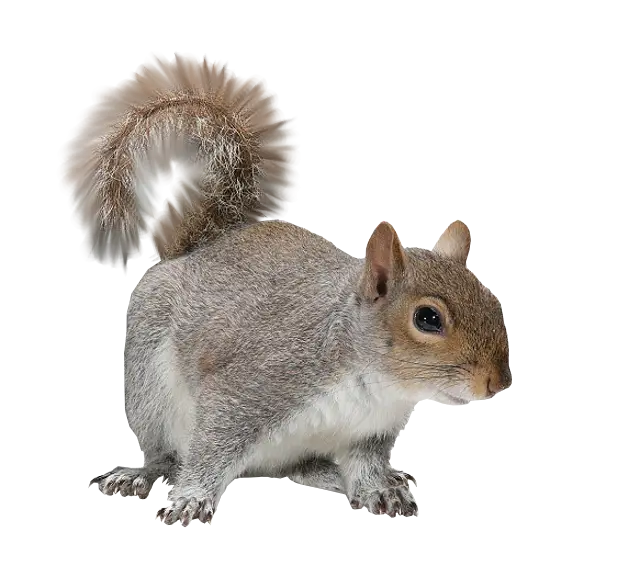Gray Squirrel Crouching