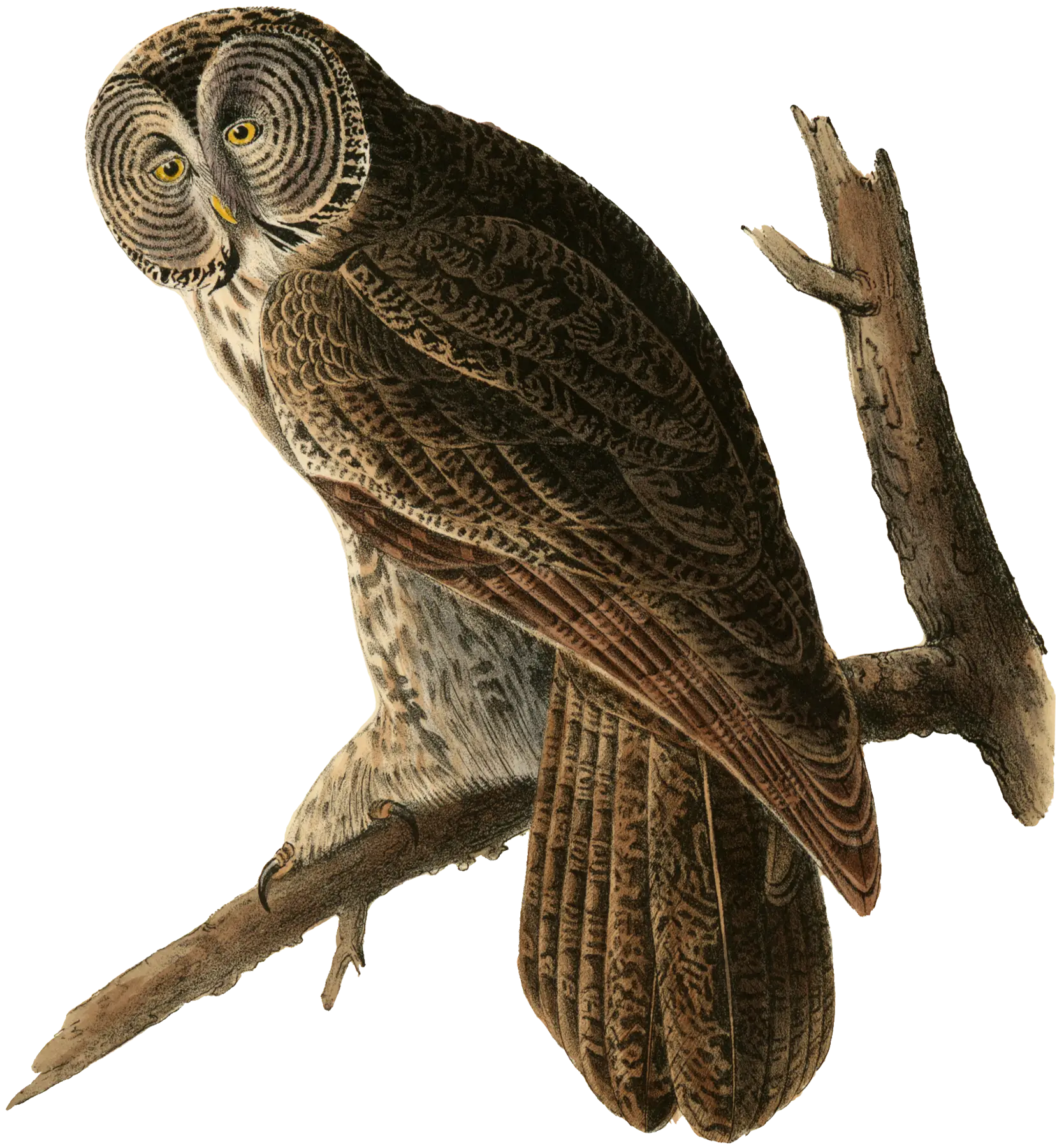 Owl Perched on a Branch