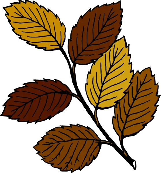 Autumn Leaves on a Branch Illustration