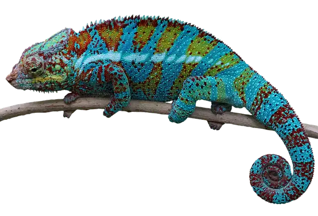 Vivid Colorful Chameleon Illustration