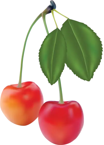 Bright Red Cherries with Leaves