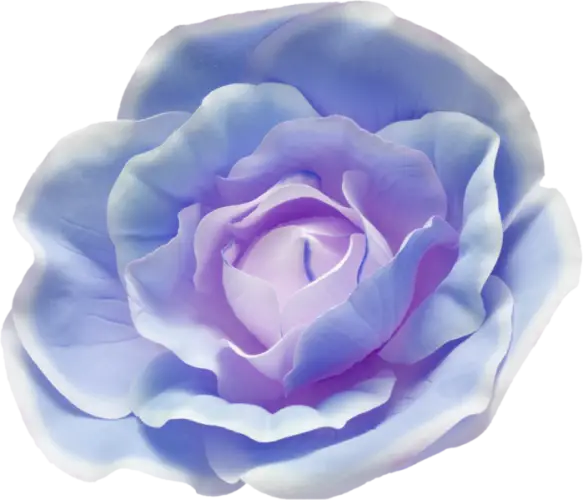 Blue Gradient Rose with Soft Petals