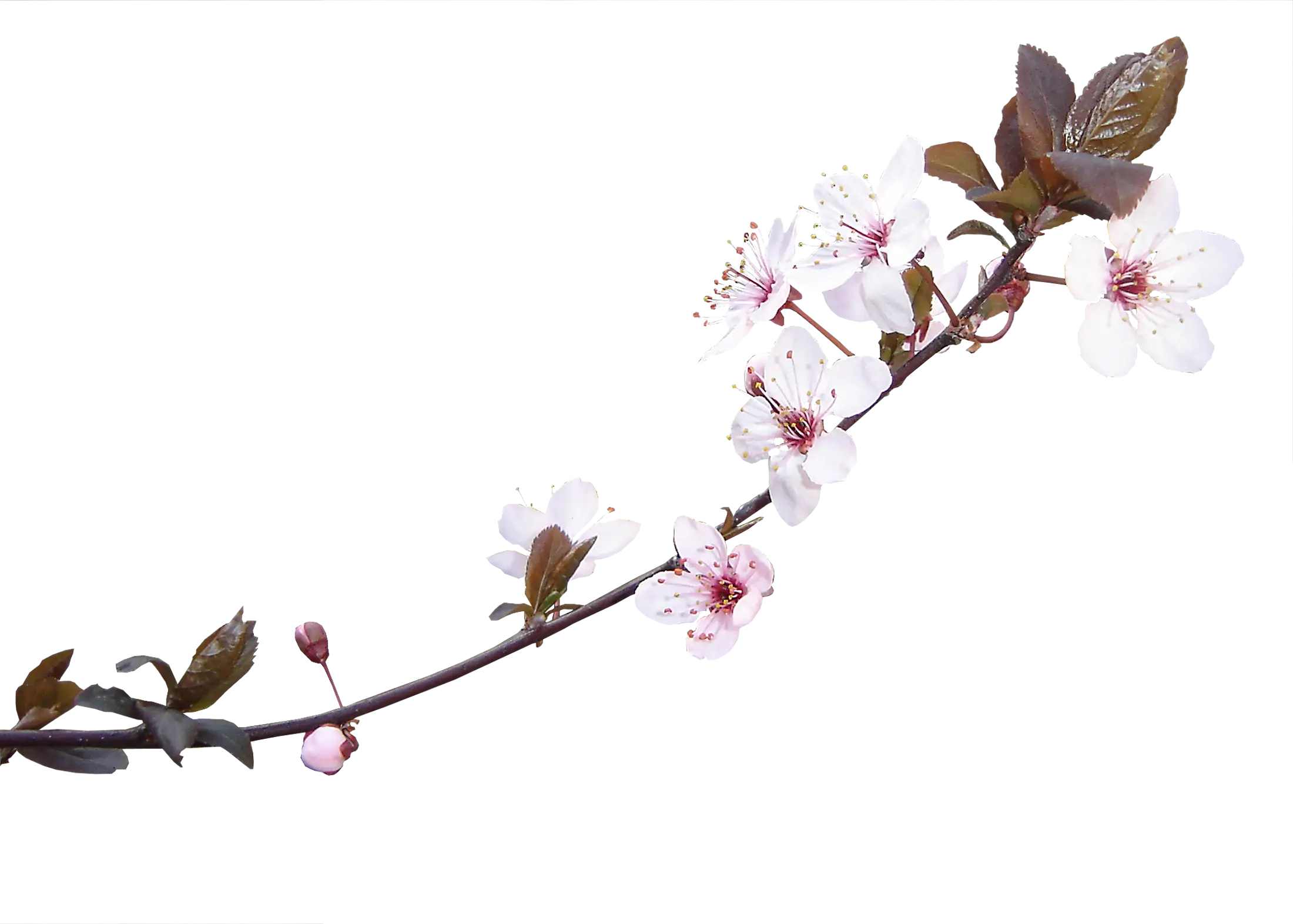 Cherry Blossom Branch Illustration