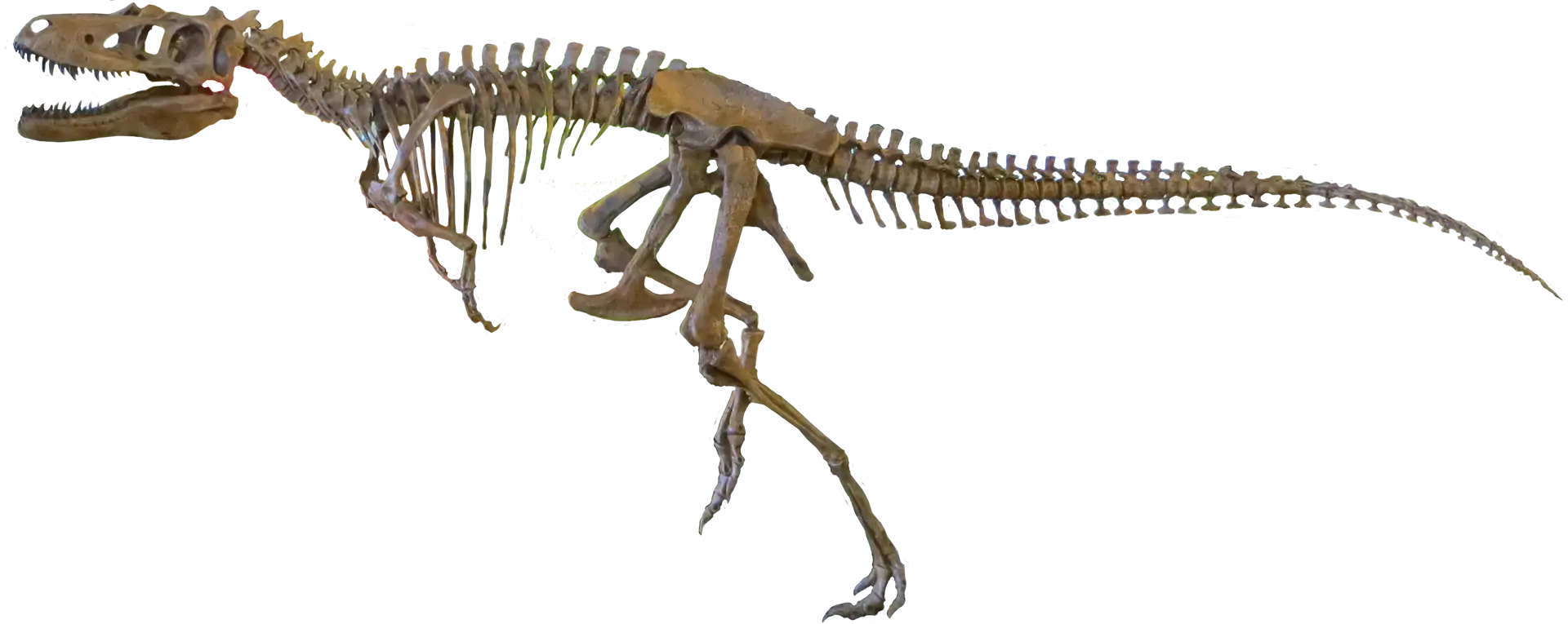 Prehistoric Dinosaur Skeleton Fossil
