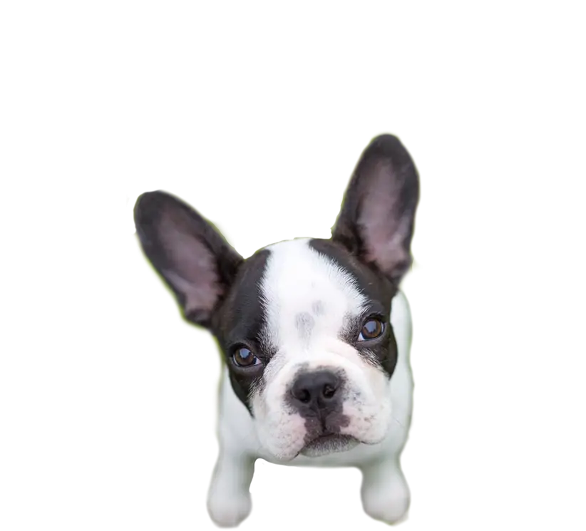French Bulldog Puppy Close-Up