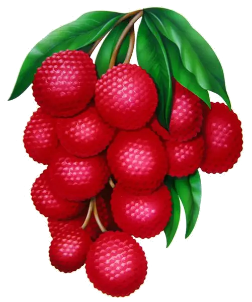 Bunch of Red Lychee