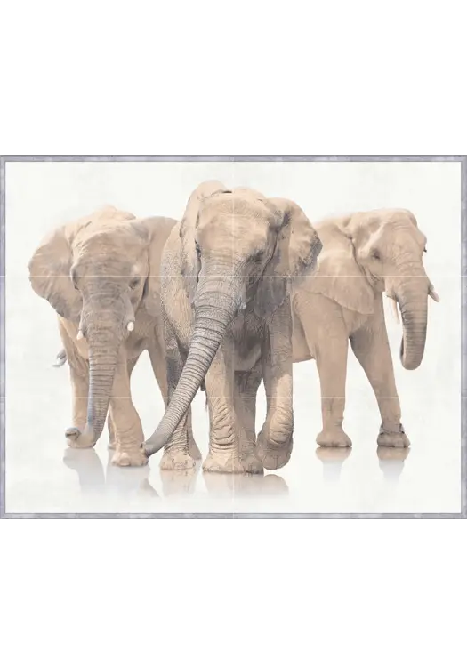 Group of Elephants
