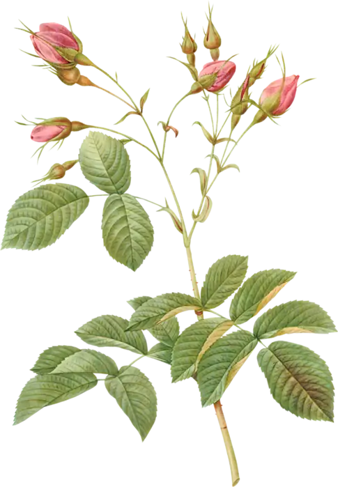 Pink Rose Buds and Leaves Illustration