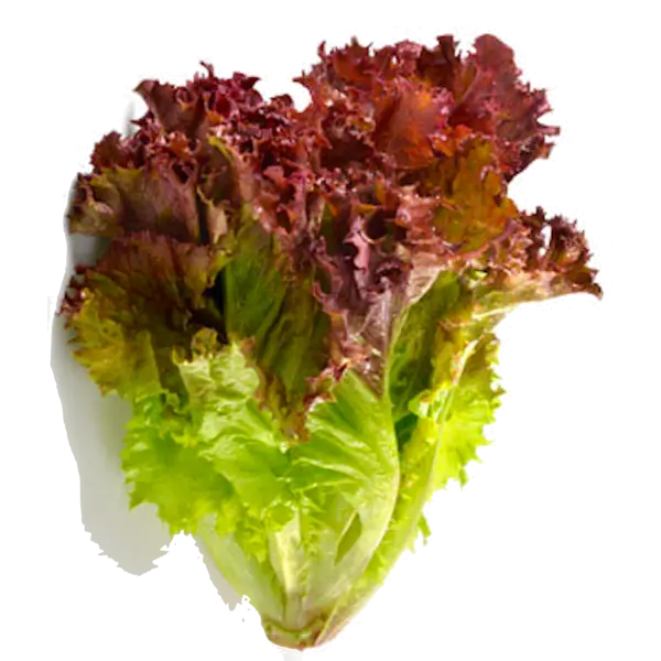 Red and Green Lettuce for Healthy Salads