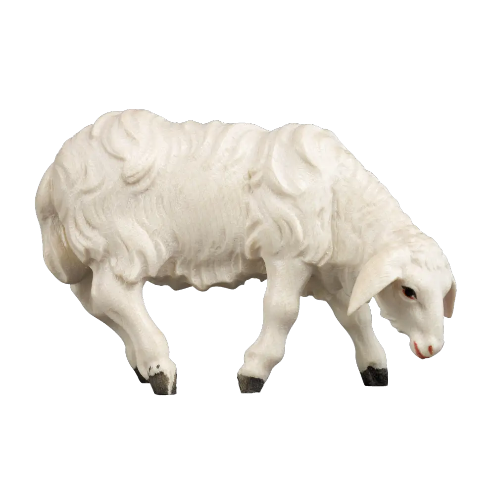 White Sheep Grazing