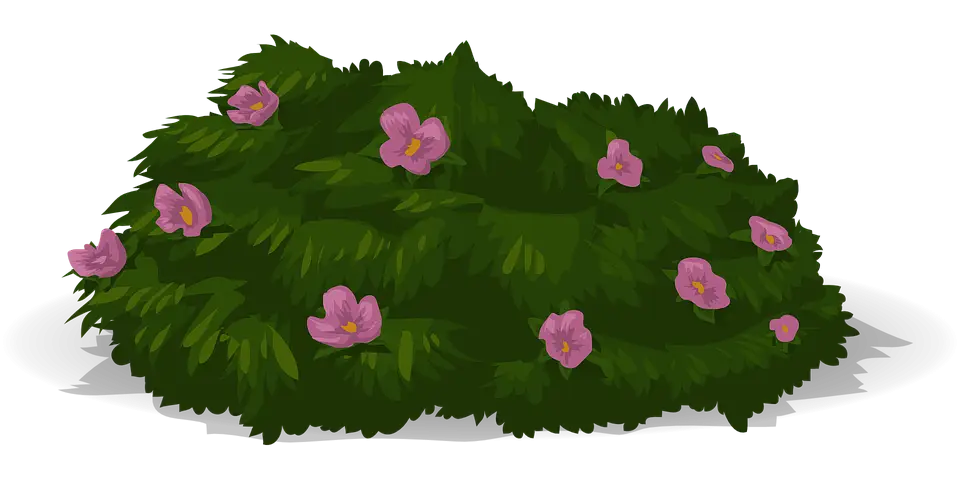 Flowering Bush Illustration