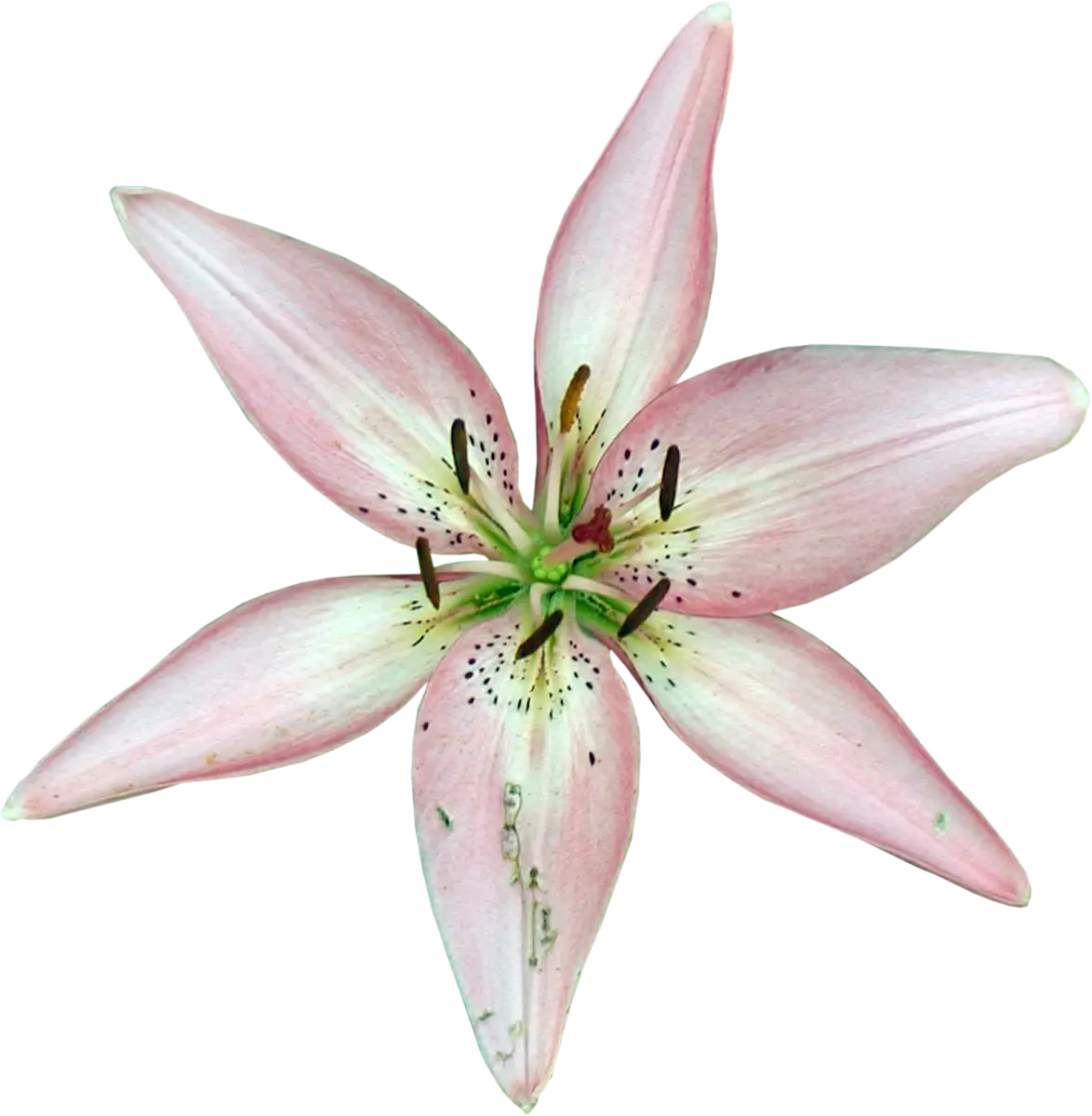 Delicate Pink Lily Flower