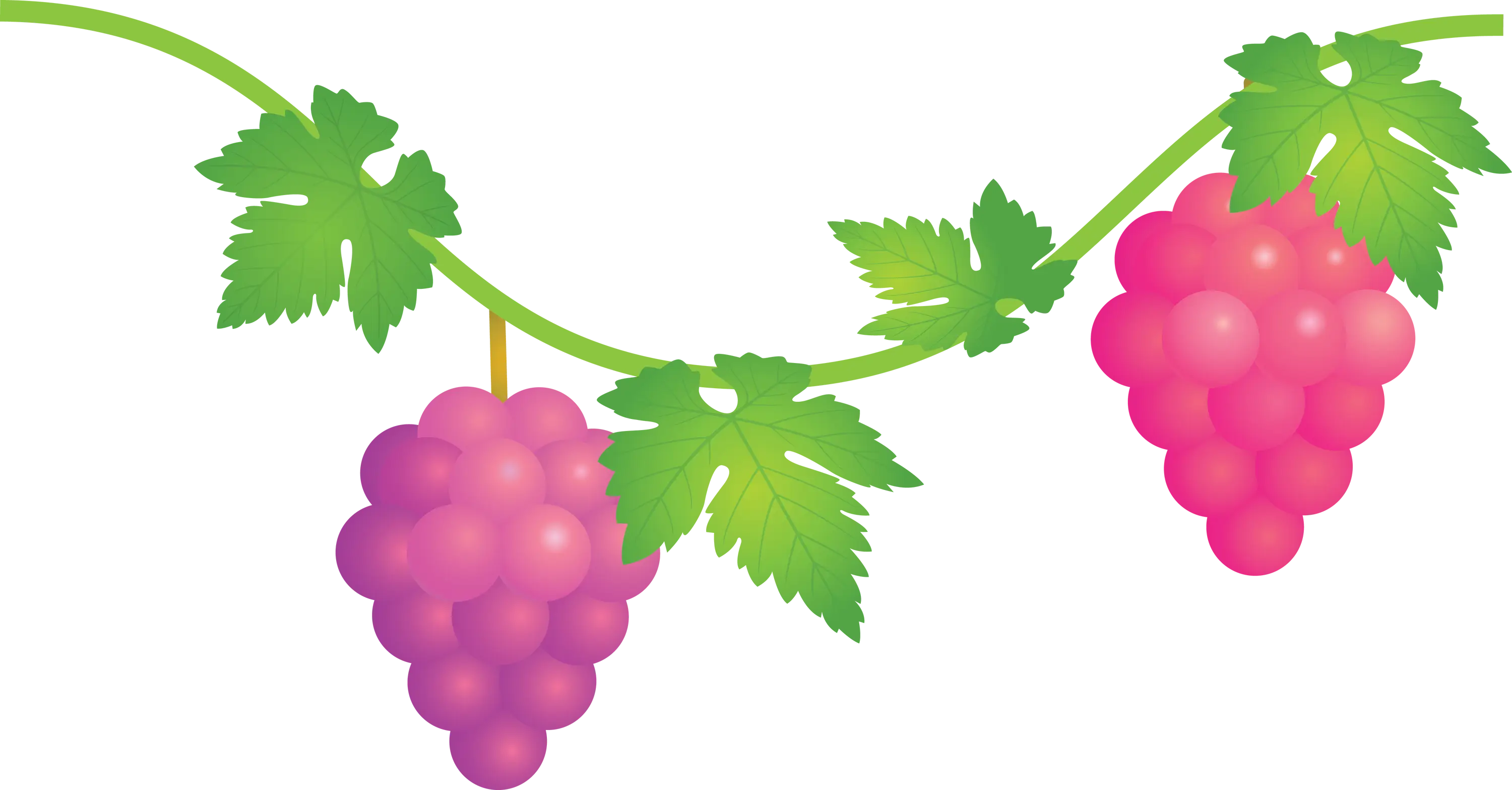 Pink Grapevine Hanging Illustration
