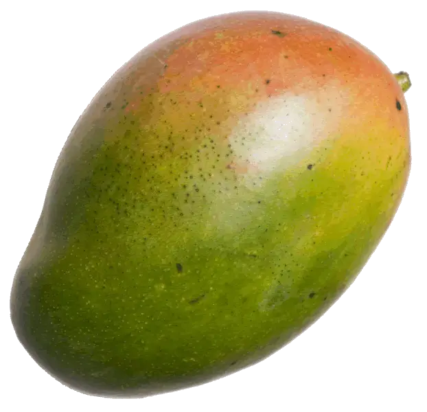 Ripe Mango Fruit Illustration