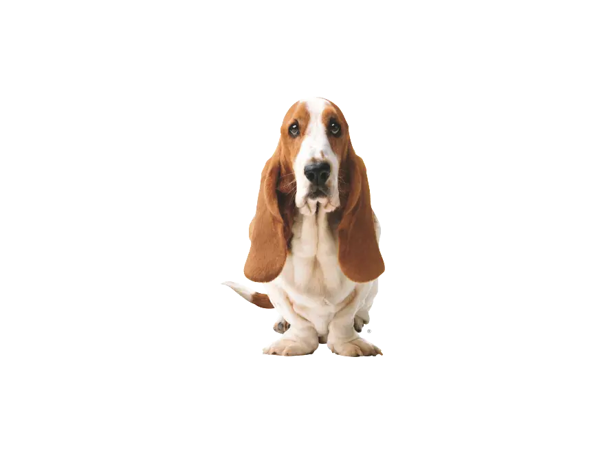 Sad Basset Hound Sitting
