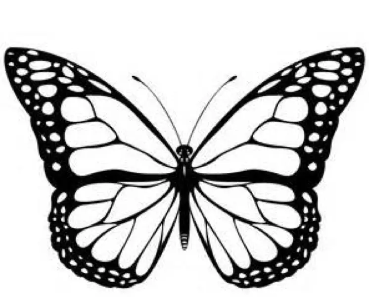 Black and White Butterfly Illustration
