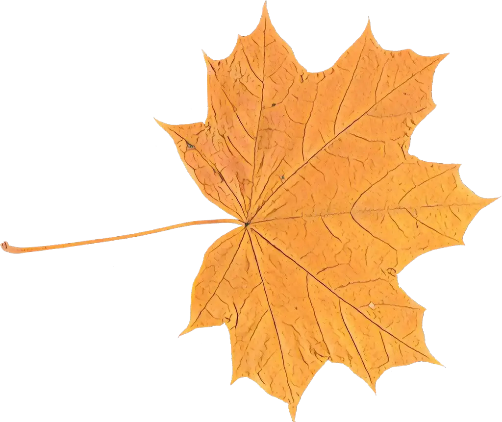 Vivid Autumn Leaf in Orange Tone