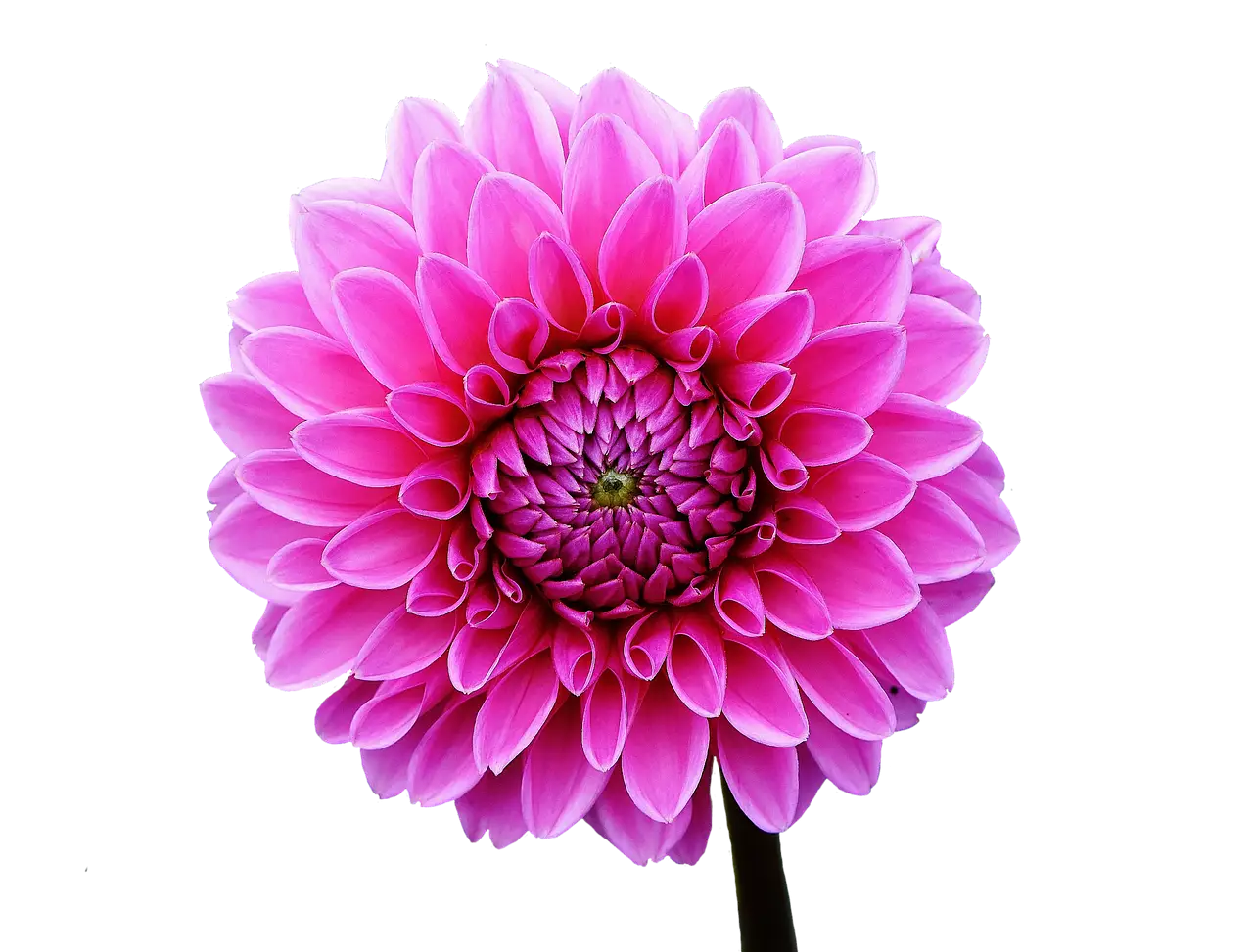 Beautiful Pink Dahlia Flower