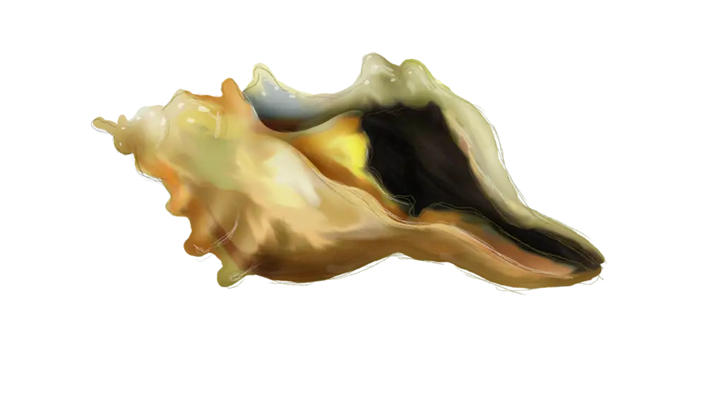 Realistic Conch Shell Illustration