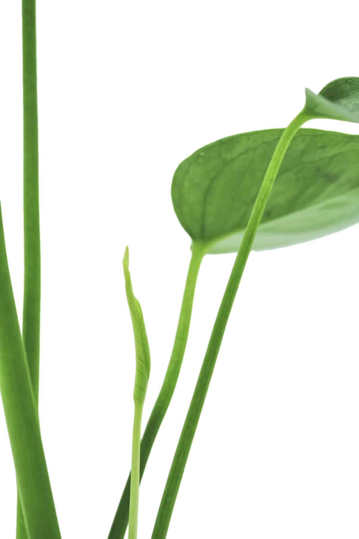Green Leaves and Stems Close-Up