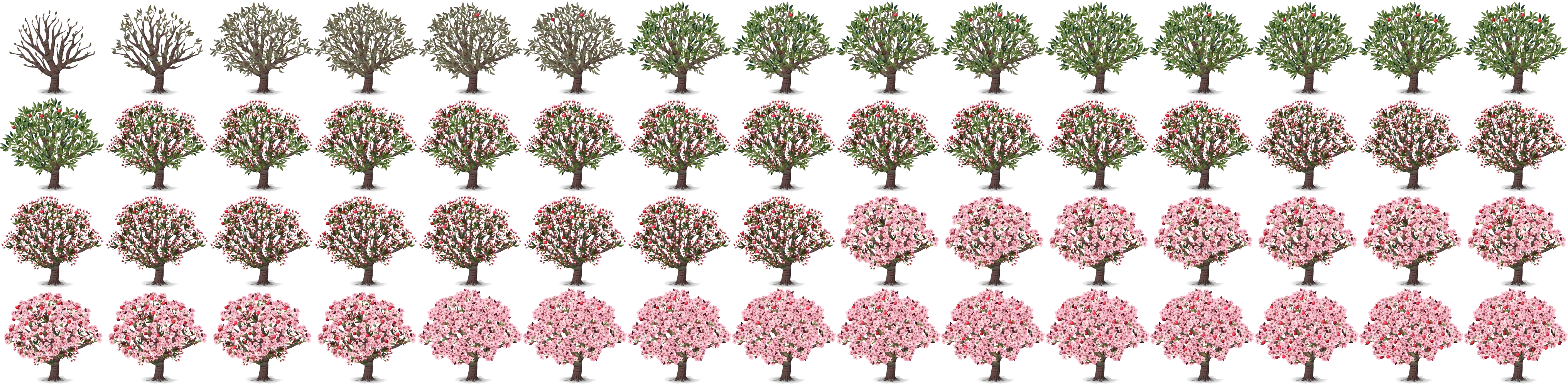 Tree Seasons Cycle