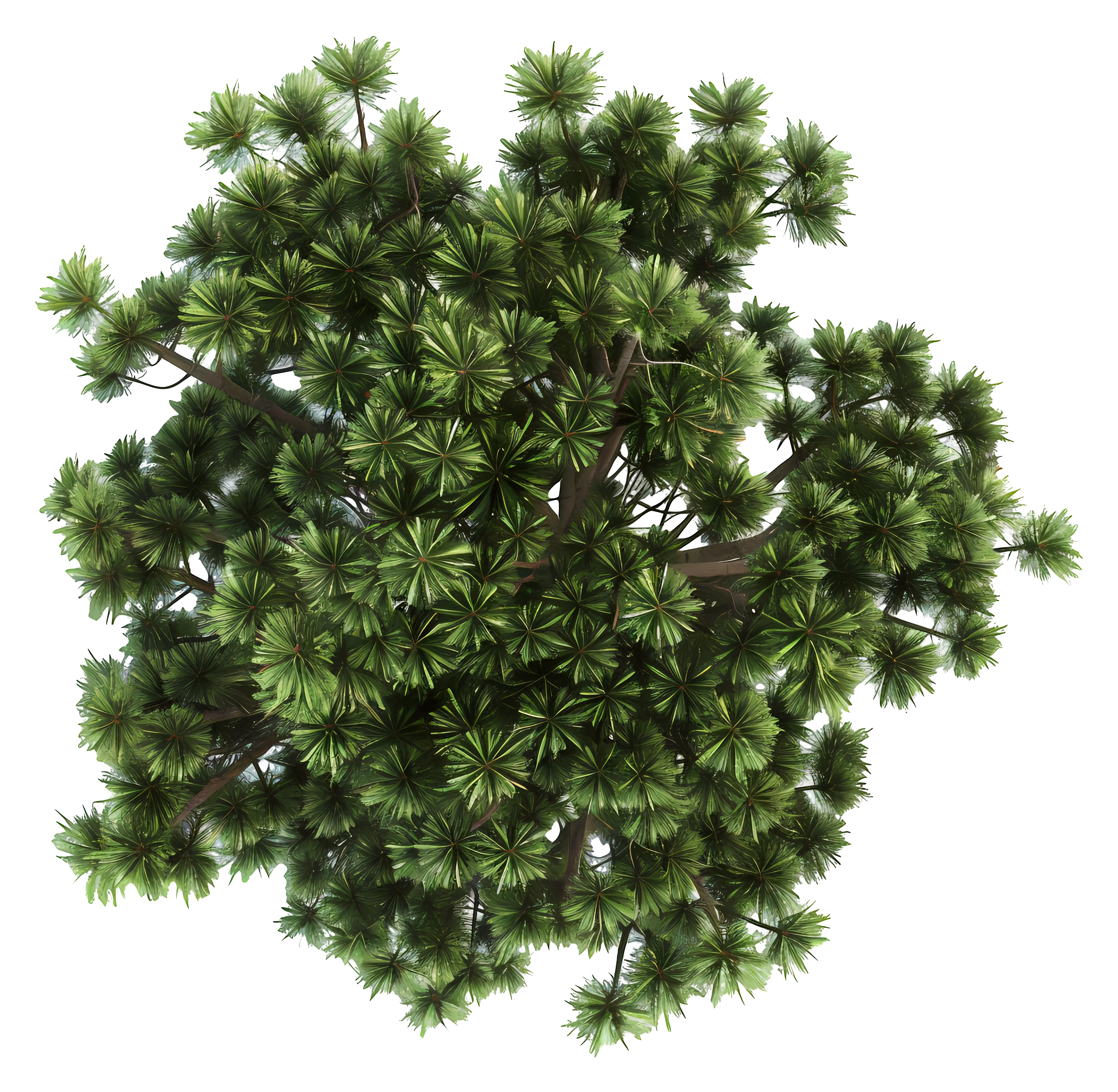 Bird&#039;s Eye View of Green Treetop